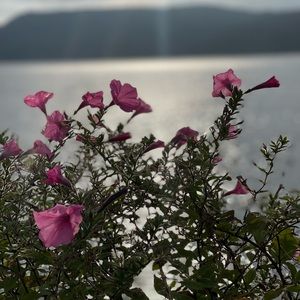 Meet your Posher, Didi